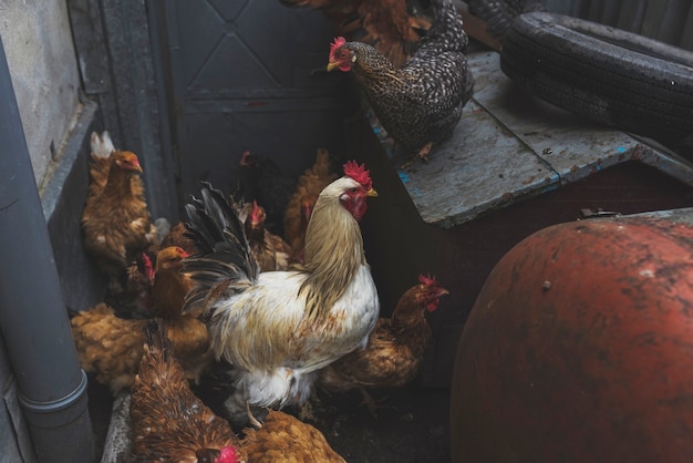 Flock of chicken on farm