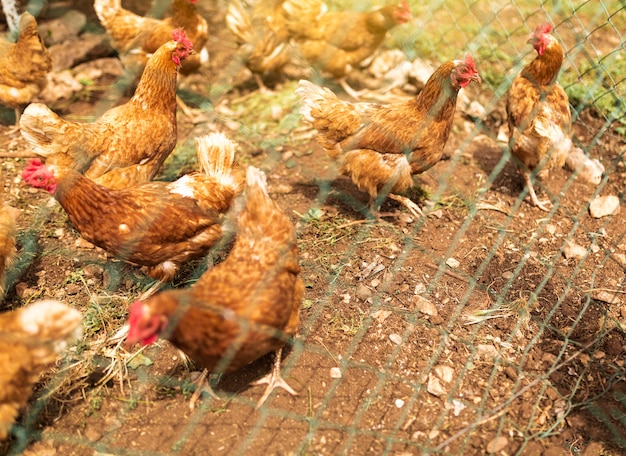 Free photo flock of chickens behind fence