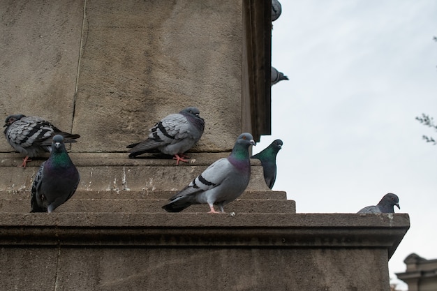 Free Photo flock of doves perched on a concrete building during daytime