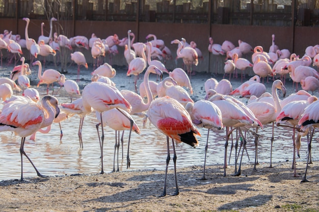 Flock of flamingos wading along the shores of a pond in an animal sanctuary