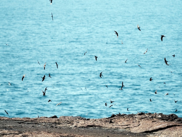 Free photo a flock of flying galápagos petrels at the galápagos islands, ecuador