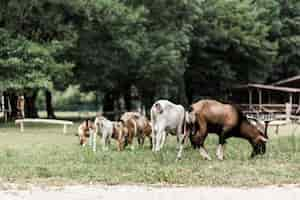 Free photo flock of goats grazing on green grass