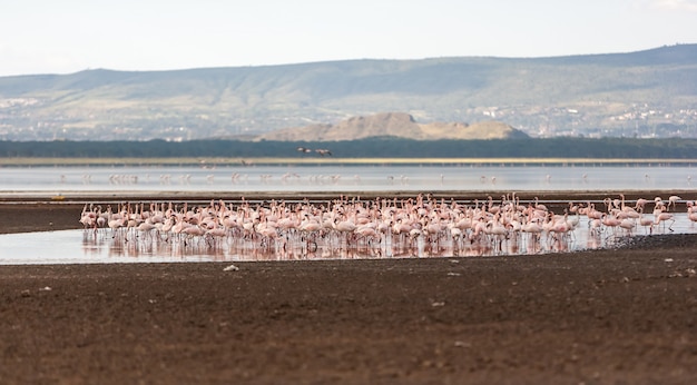 Flock of greater  pink flamingos