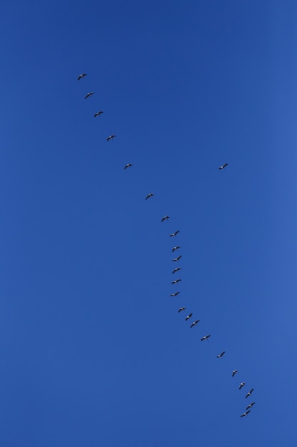 Free photo flock of grey birds in blue sky