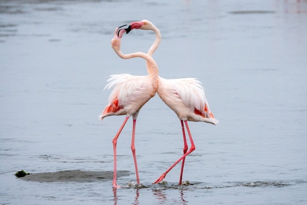 Free Photo flock of pink flamingos at walvis bay, namibia.