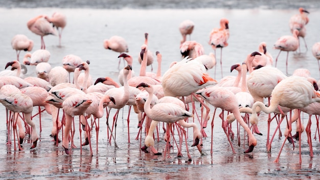 Flock of Pink Flamingos at Walvis Bay, Namibia.