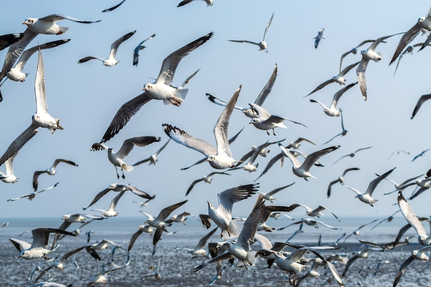 A flock of seagulls flying over sea