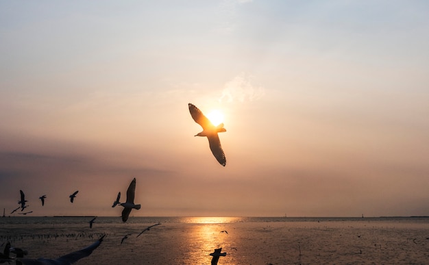 Free photo flock of seagulls flying in the sky