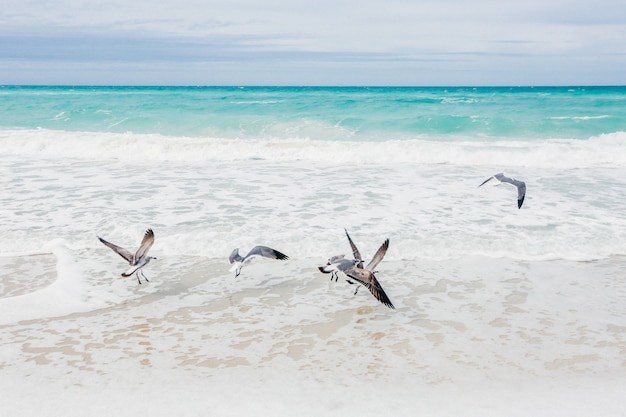 Flock of seagulls at the seashore