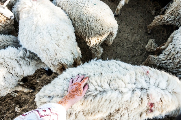 Free photo a flock of sheep in india