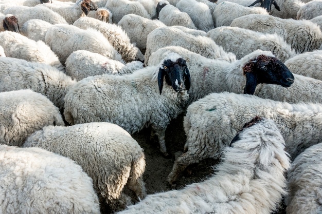 A flock of sheep in India