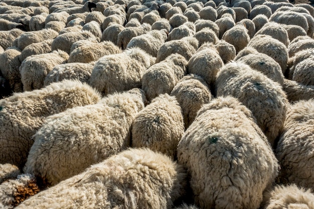 Free photo a flock of sheep in india