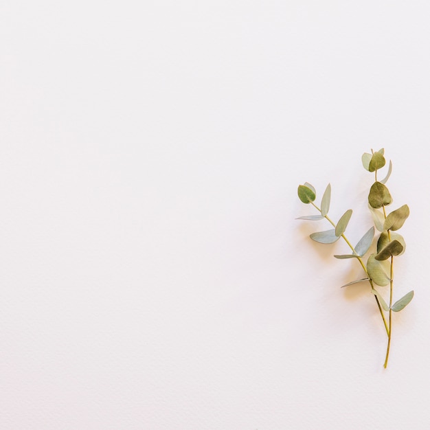 Floral background with branch