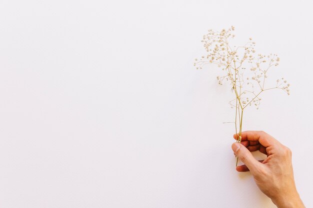 Floral background with hand holding wildflower