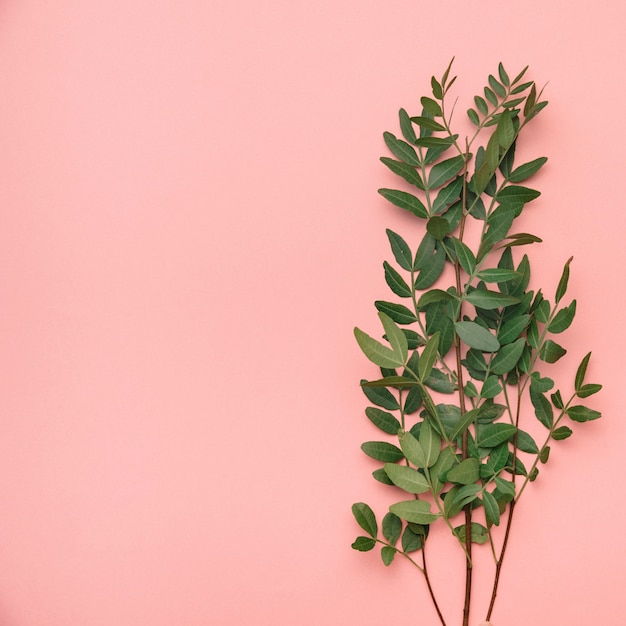 Floral background with wildflower leaves