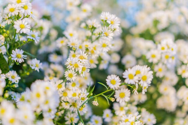 floral blossom nature flowers background