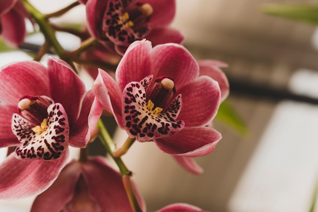 Free photo floral composition with elegant style