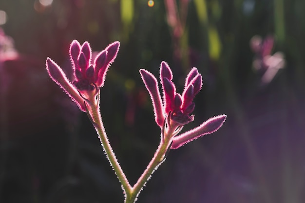 Free photo floral composition with elegant style