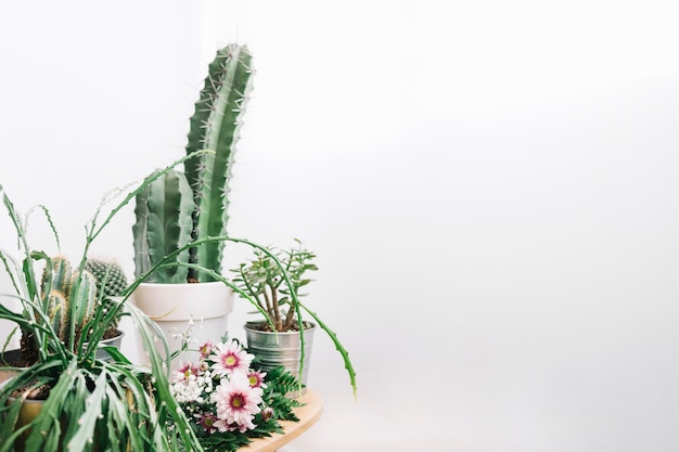 Free Photo floral composition with space on right and cactus