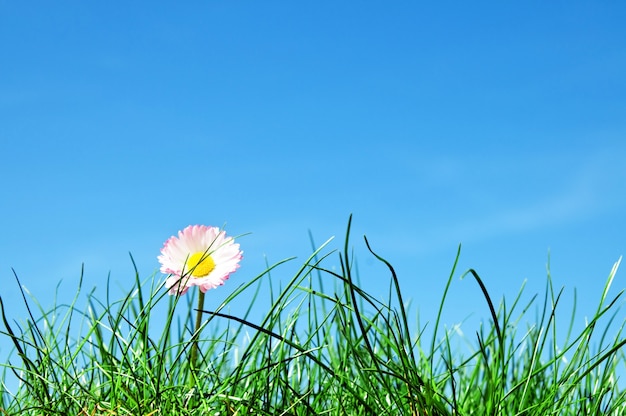 Free photo flower among weeds