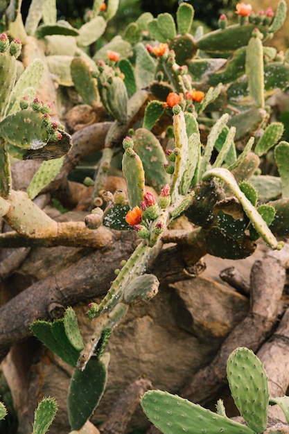 Flower blooming on cactus plant