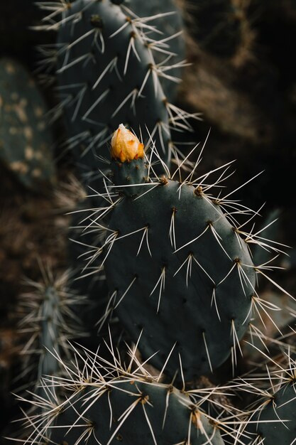 Flower bud growing on succulent plant