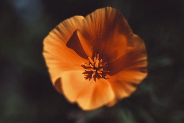 Flower close up