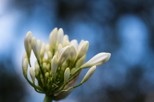 Free photo flower closeup spring forest spring dutch