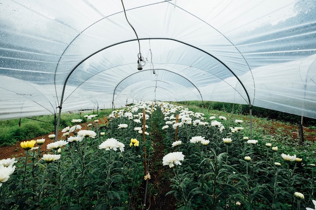 Free photo flower field in glasshouse