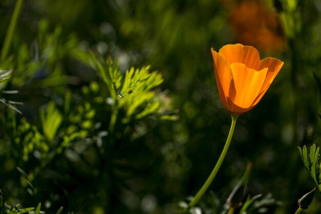 Flower in the garden