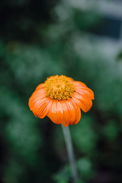 Flower in a garden