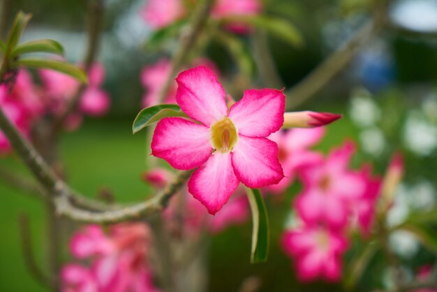 flower group of objects blossom plant nature