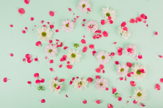 Free photo flower heads on petals