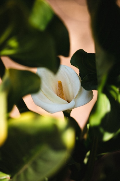 Flower among leaves