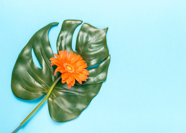 Flower and monstera leaf