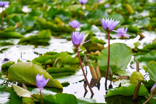 flower nature amazing purple plant