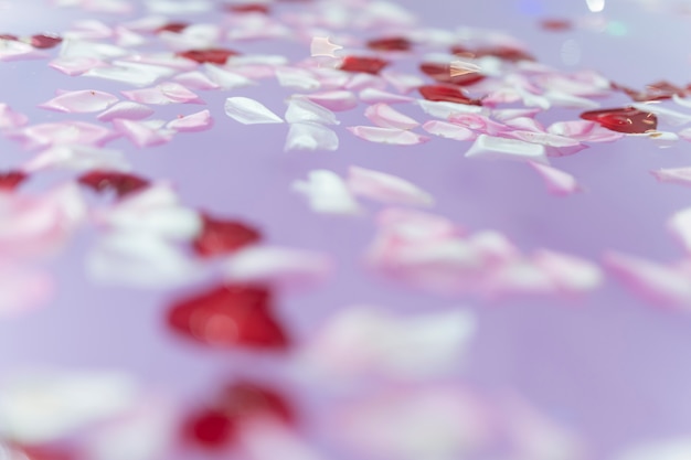 Flower petals on purple water