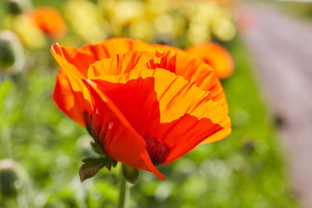 Free photo flower poppy flowering on background poppies flowers