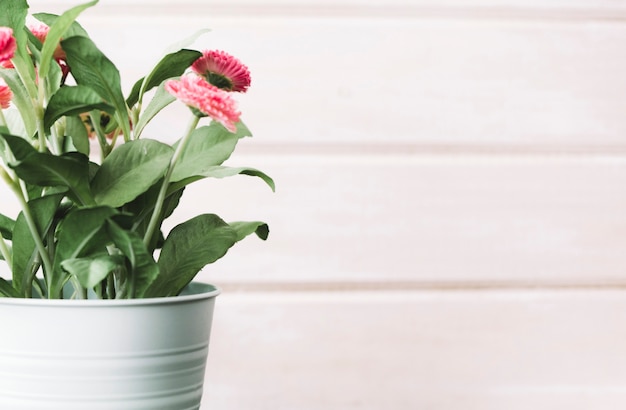 Flower pot in front of wooden background