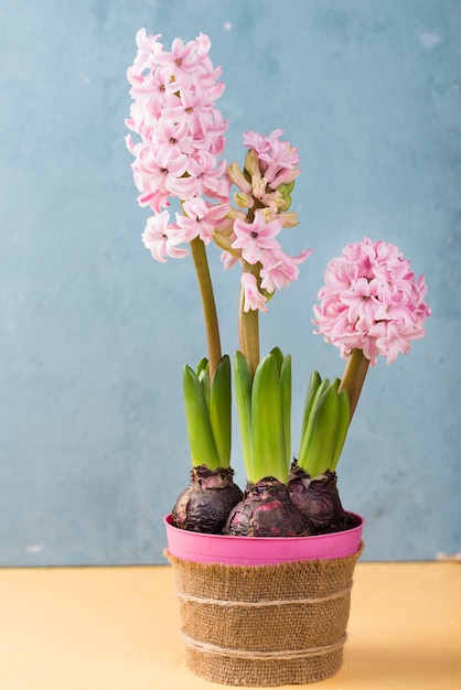 Free Photo flower pot of hyacinth