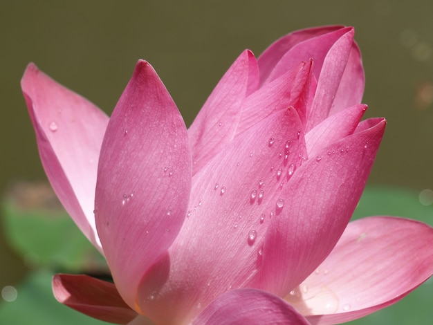 Flower of rose petals