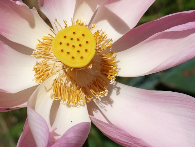 Free Photo flower with pink petals and yellow center with dots