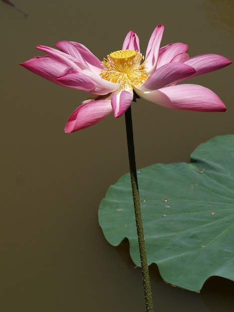 Free photo flower with pink petals and yellow gynoecium