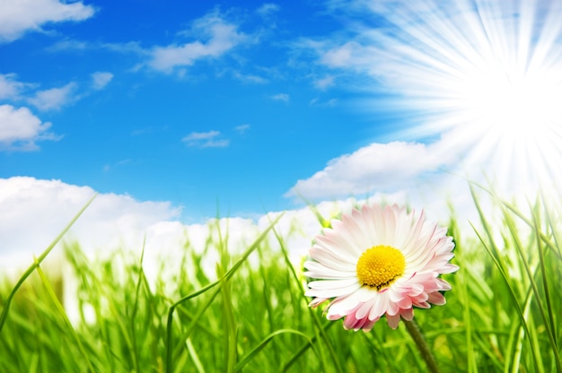 Free photo flower with the sun background