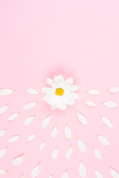 Flower with white petals spread on pink background