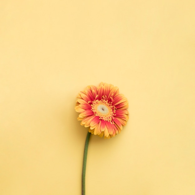 Flower on yellow background