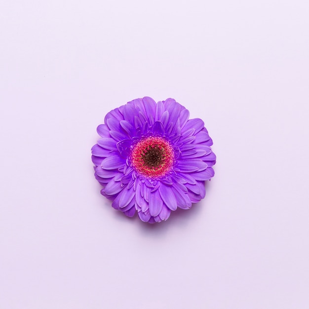 Free photo flower