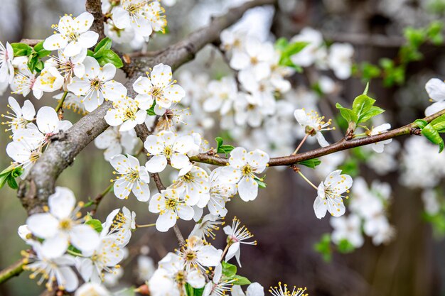 Free photo flowering branches in spring apple tree branches bloomed