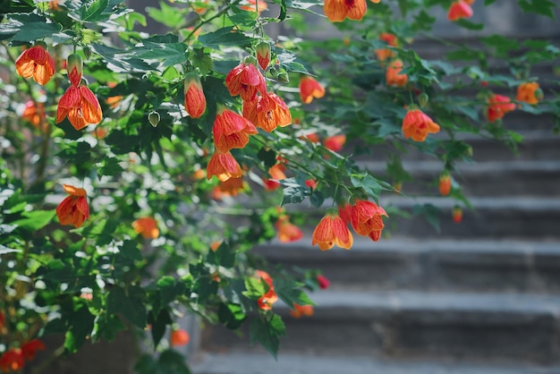 Flowering bushes on the background sunlight selective focus Idea for background postcard or space decoration