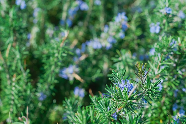 Free Photo flowering rosemary plants in herb garden selective focus shallow depth of field idea for background or postcard herbs for cooking and health